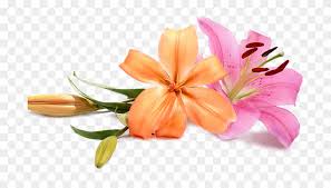 Wedding, pink photo frame with painted flowers, high quality, 300 dpi, for photoshop and free downloads. Wedding Flowers Png Peach Wedding Flower Png Transparent Png 700x460 209078 Pngfind