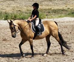 Image result for Light Buckskin 1990 Colt