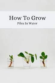 This procedure involves removing the baby plant or a stem cutting from the mature plant and putting it in a jar filled with. How To Grow Pilea In Water