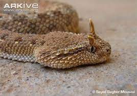 Araibian Horned Viper Pit Viper Snake Jewelry Snake Venom