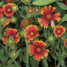 Flowers are clustered indeterminately at the tips of each mature stem. Arizona Sun Blanket Flower Finegardening