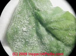 To get a complete kill maintain the temperature. Fungal Mold Growth On Cactus Causes Cures Identification Of Mold Species That Grow On Cactus Plants