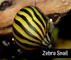 13 Safe And Compatible Betta Fish Tank Mates In 2020 Snail Betta Fish Tank Betta Fish Tank Mates