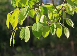 It has full season interest, early spring blooms, summer fruit and great fall color, making it a stunning edition to any garden. Amelanchier Arborea Wikipedia
