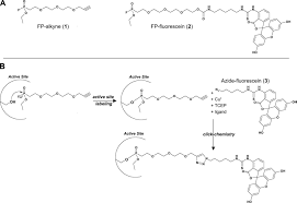 The protease inhibitor cocktail (100x) is composed of a proprietary mix of aebsf, aprotinin, bestatin, e64, leupeptin, and pepstatin a to promote broad spectrum protection against endogenous proteases. In Cell Selectivity Profiling Of Serine Protease Inhibitors By Activity Based Proteomics Molecular Cellular Proteomics