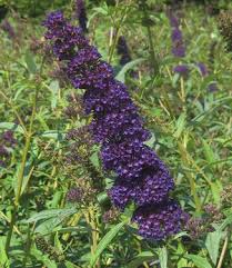 Image result for Buddleja davidii