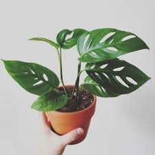 Terracotta Pots Baby Plants Baby Plants Pot Baby Plants Cactus Baby Plants Houseplant Mini Plants Indoor Mini Plants Houseplants Indoor Plants Model Pakaian Pria