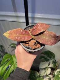 Image result for Quassia undulata