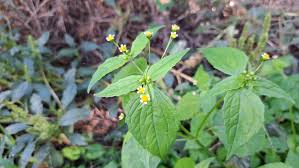 Image result for Galinsoga parviflora