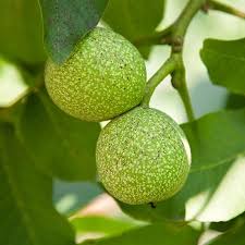 There are 1269 black walnut tree for sale on etsy, and they. Black Walnut Trees For Sale Fastgrowingtrees Com