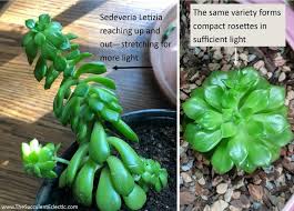 Here's a link to these lights in amazon. Overwintering Succulents Need Grow Lights The Succulent Eclectic