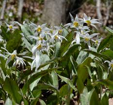 (summer flowering bulbs can the white flowers with pink centers is tall phlox (phlox paniculata) which blooms in late summer. Where To Find Spring Wildflowers West Of Toronto At Sixteen Mile Creek In Oakville Ontario Natural Crooks Ramblings