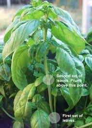 How To Prune Propagate Basil Pruning Basil Basil Plant Home Vegetable Garden