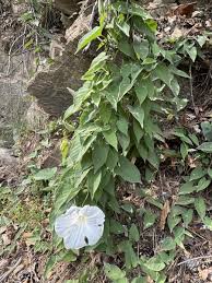 Image result for Convolvulus goyderi