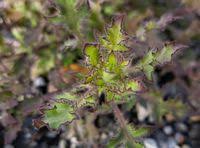 Image result for Pseudoconyza