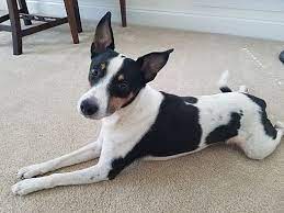 When you start working with american adoptions, your adoption specialist can provide more details about how to start the home study for adoption in wisconsin and will refer you. Wisconsin Dells Wi Jack Russell Terrier Meet Oskar A Pet For Adoption
