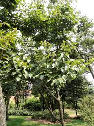 Image result for Hovenia