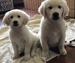 This golden retriever breeder in connecticut is located in guilford, ct.according to their website, they are a member of the golden retriever club of america and a member in good standing with akc. English Golden Retrievers Puppy For Sale Adoption Rescue For Sale In Stockton California Classified Americanlisted Com