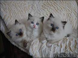 Why buy a kitten for sale if you can adopt and save a life? Who Is Talking About Ragdoll Kittens For Sale Craigslist And Why You Need To Be Worried Irkincat Com