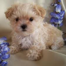A mix between a maltese and a pomeranian, the maltipom has ancestors dating back to over two thousand years ago as companions to royalty in cuba and as pets in the british isles. Pin Von Bethfernnx Auf Awwwwwwwwwwwwwwwwwwwwwwwwwwwwwwwww Hunde Babys Hunde Baby