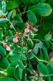 Image result for Indigofera heterotricha