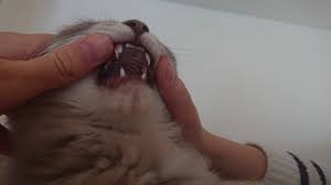 Puppies, as with human babies, do not have any teeth at birth. My Cats Baby Teeth Did Not Fall Out Yet Mildlyinteresting
