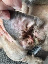 Image result for abscess dog's ear flap
