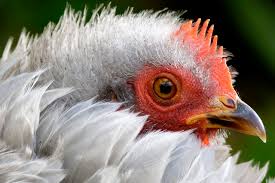 Un premier cas de grippe aviaire hautement pathogène h5n8 a été détecté le 26 novembre en france. Prevention Contre Les Risques De Grippe Aviaire Brest Metropole