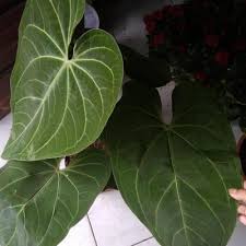 Selain untuk mempercantik ruangan dan memperindah halaman rumah, tanaman hias ini bisa untuk menyalurkan kegemaran budidaya tumbuhan. Jual Tanaman Hias Kuping Gajah Hybrid Daun Panjang Ashop335 Inkuiri Com