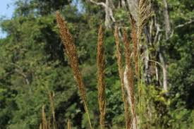 Image result for Loudetia kagerensis