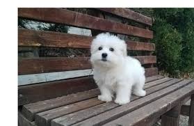 Start searching for your new best friend or adopt at a petco store. Puppies For Adoption Atlanta The Y Guide