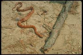 About Corn Snakes Corn Snake Care