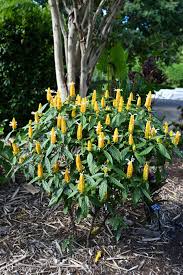 Image result for Pachystachys