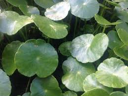 Image result for Hydrocotyle bonariensis