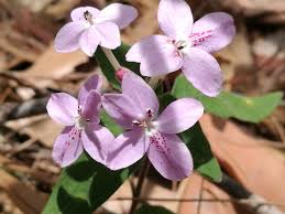 Image result for Pseuderanthemum