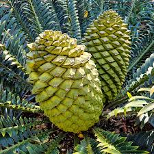 Image result for Encephalartos chimanimaniensis