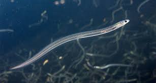 Image result for eels