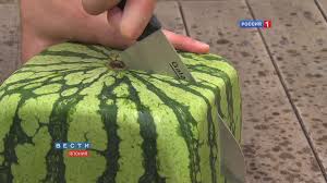 Square watermelons are the product of some meticulous growing techniques. Square Watermelons Grown In Japan As Fruit Art