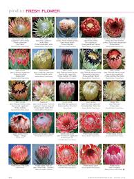 Welcome To Protea Flower Florists Review Flower Farm