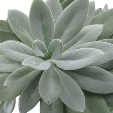 Image result for Senecio letouzeyanus