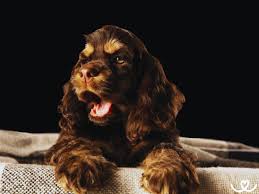 Image result for americký kokršpaněl