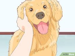 Another option dog owners can try to calm down a dog before using pet anxiety medication is to try dog anxiety vests. 3 Ways To Calm Down A Playful Large Dog Wikihow Pet