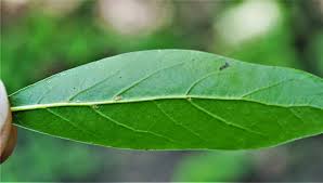 Image result for Ficalhoa laurifolia