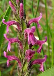 Image result for Striga bilabiata