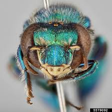 Image result for Isoglossa ciliata