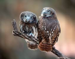 This makes them very detectable as they almost. Fledgling Cactus Ferruginous Pygmy Owl 4530 Gcu Today