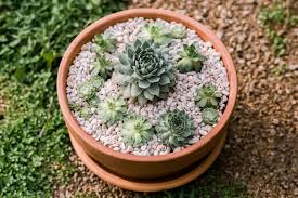 Is it necessary to fertilize succulents and cacti? Growing Hens And Chicks In Pots