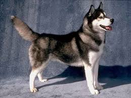 However, if you do this, your dog will learn how to jump a little higher each time! Siberian Husky Cuccioli Di Husky Husky Siberiano Cani