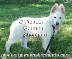 Regardless of whether it comes from show or working lines, the gsd is 22 to 26 inches tall at the shoulders and weighs between 50 and 95 pounds. White Long Coat German Shepherd Puppy German Shepherd Puppies German Shepherd Breeders White German Shepherd Puppies