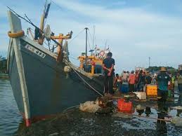 Bintang laut karena bintang laut termasuk binatang echinodermata dan termasuk juga binatang karnivora. Isu Bangkai Babi Nelayan Aceh Rugi Besar